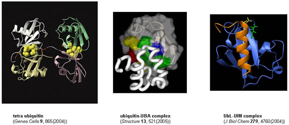 図：(1) ユビキチン鎖とユビキチン受容体タンパク質の相互作用